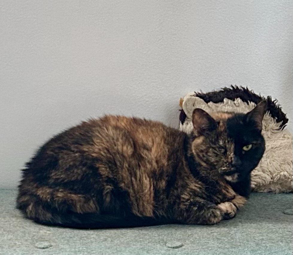 The same tortoiseshell sits alone on a storage ottoman in loaf position.