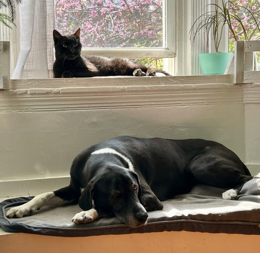 A black cat and a black and white hound lounge in a bay window.
