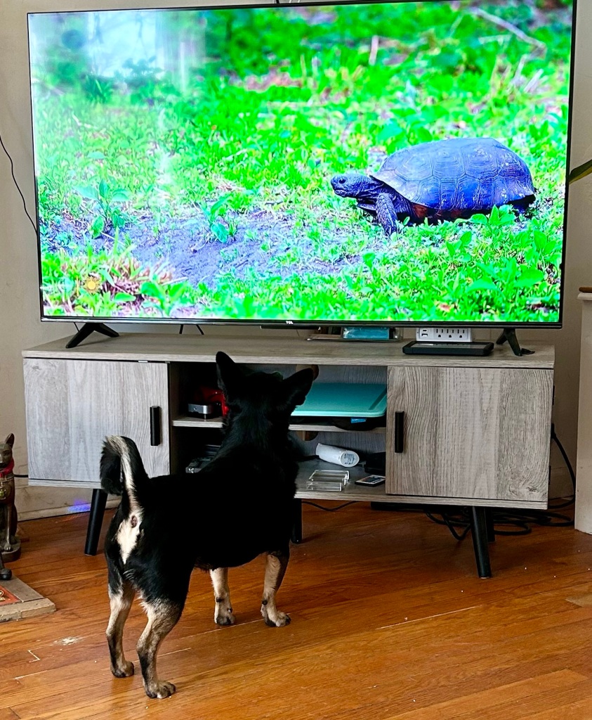 A little black dog with a curled tail and gold highlights looks at a large TV with a large tortoise on the screen.