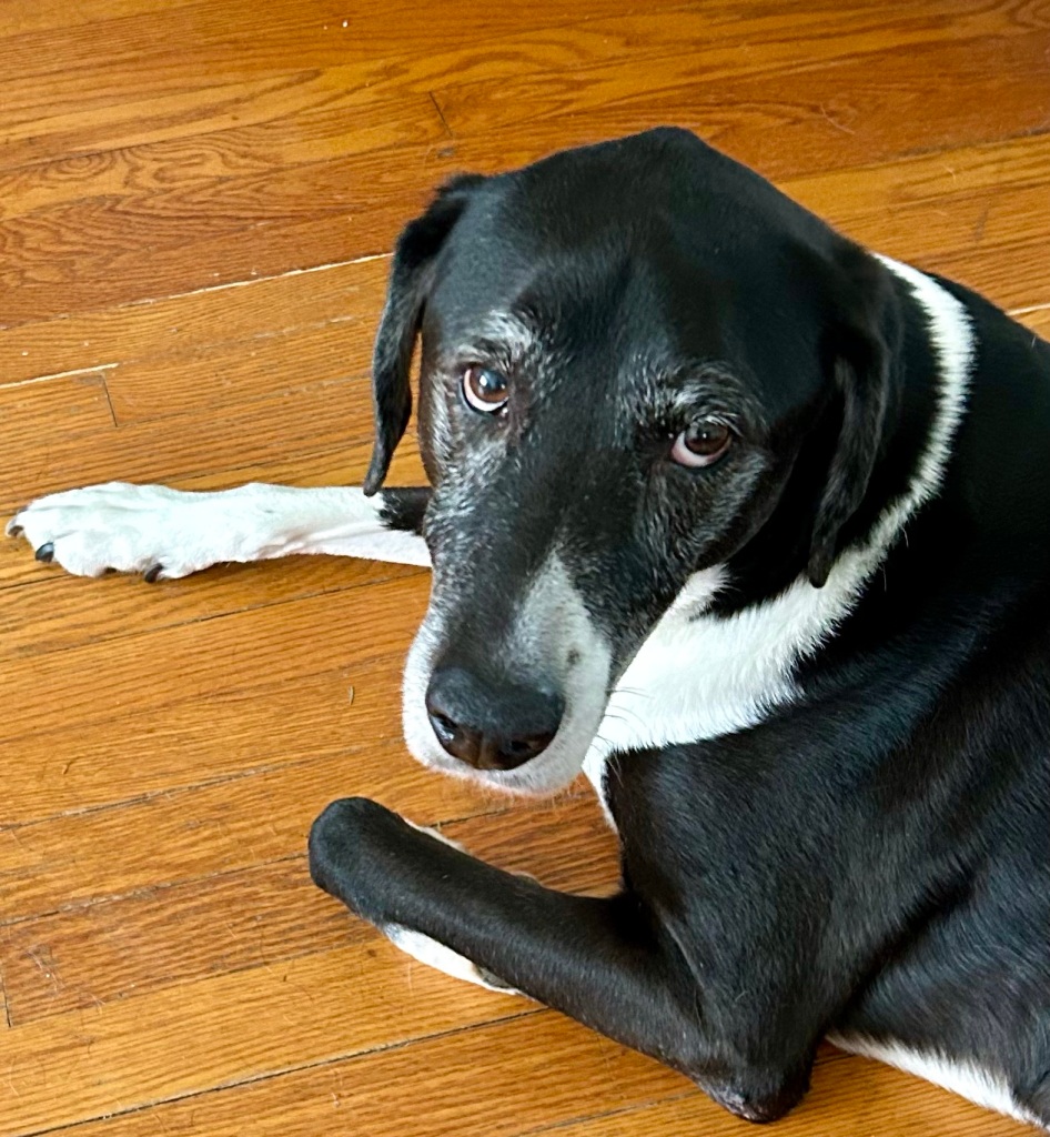 A large black and white hound lays on a wooden floor and stares balefully at the camera.