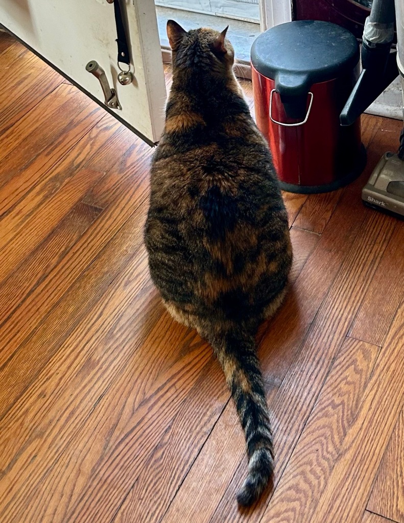 Back to the dilute tortoiseshell cat.  She has turned away from the photographer and is utterly ignoring the person behind.  Does she want to go outside?  No, she wants to make you feel bad for leaving her.