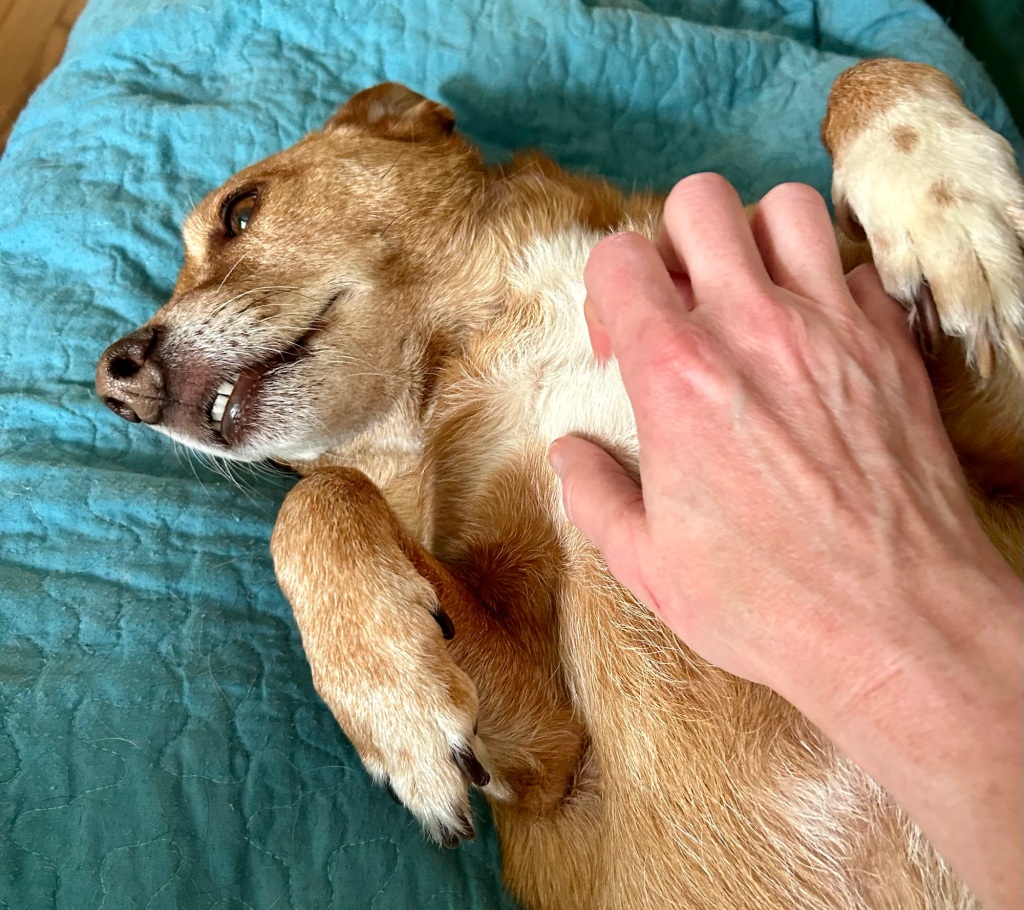 The little yellow dog lies blissed out on the couch.  He is receiving a tummy rub from the human woman.  His expression conveys a level of joy that we would all be happy to receive even once in this life.  Let’s call it tummy rub nirvana.
