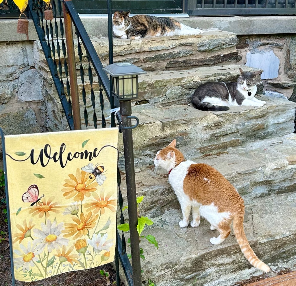A handsome ginger and white cat tries to climb the outdoor stone steps at the entry of a house, but his path is blocked by two other cats, a grey tabby and a dilute tortoiseshell, installed on the upper steps.
