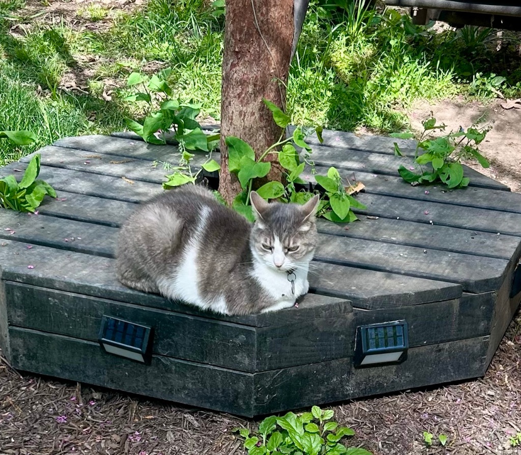 A pretty grey and white tabby cat sits in loaf position on a wooden platform built around the base of a small tree.  Her ears are held back in annoyance and an impressive glare emanates from her yellow eyes.