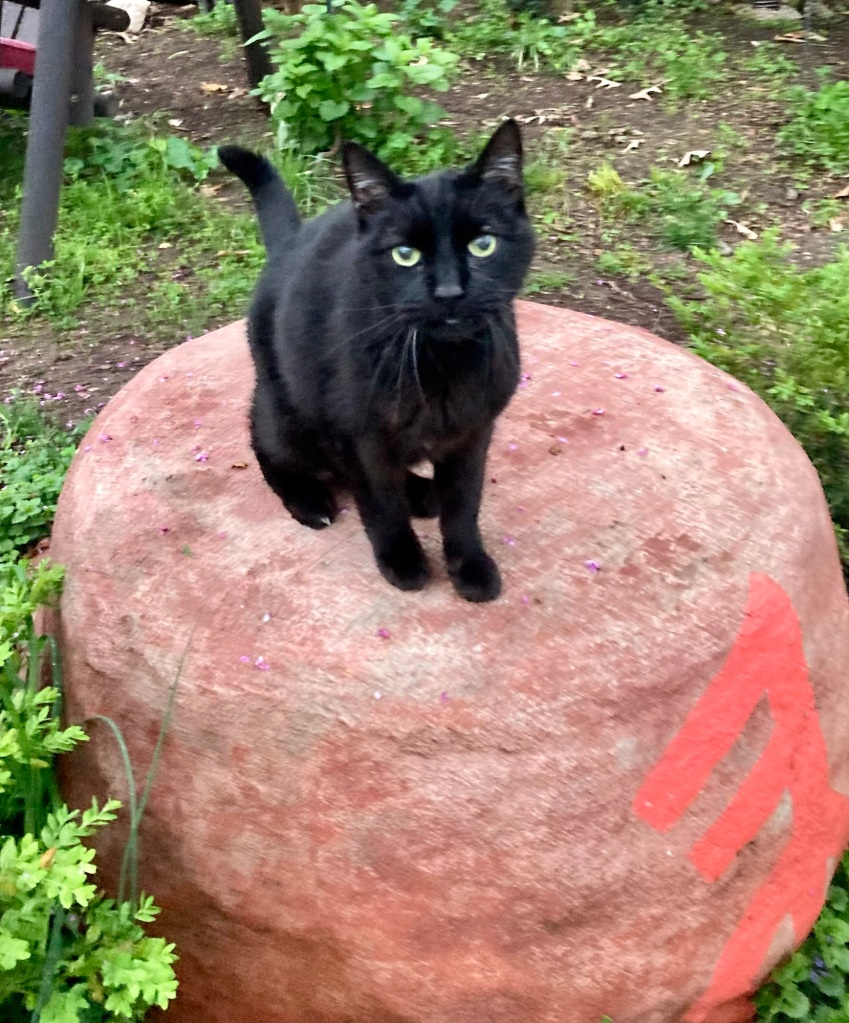 A big black shorthair house cat sits upon a red boulder in a green yard and looks inquisitively at the camera.