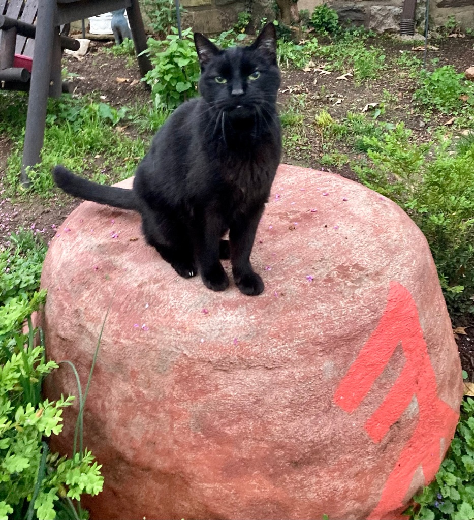 The same black cat sits back on his haunches on the red boulder.  His question has been answered and he appears displeased with the response.